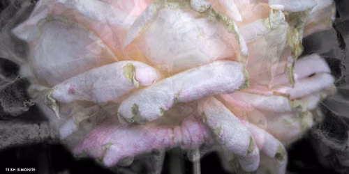 Exquisite Entropy - Trish Simonite