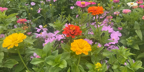 Pollination Celebration!