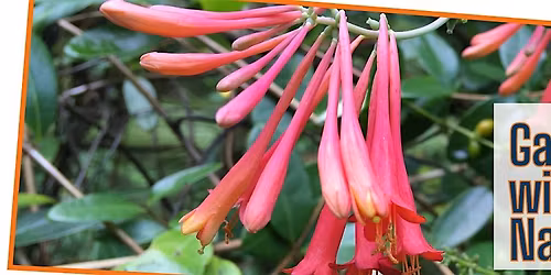 Gardening with Native Plants - In Person