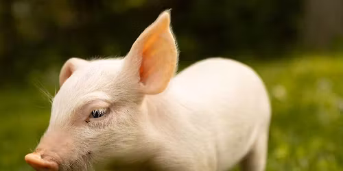 Vondue with Pigs - 13. Dezember 2025