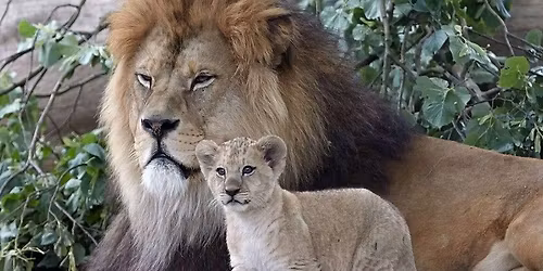 EXCURSIE GRADINA ZOOLOGICA DIN TARGU MURES, PALATUL CULTURII SI MANASTIREA RECEA-PRET 100 LEI