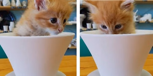 Painting with Kitties