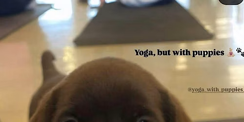 Yoga with Puppies!