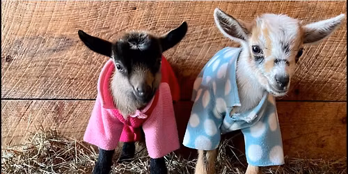 Pajama Party & Fireworks