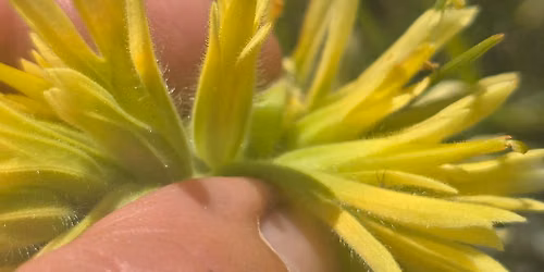 Name That Plant