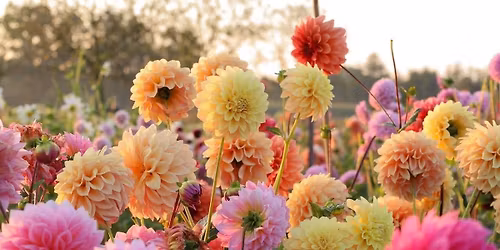 Spring in Bloom \ud83c\udf37 | Taylor\u2019s Garden Market