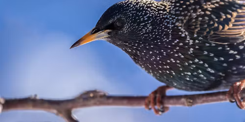 Birds of a Feather! 6+YRS (Medford Library)