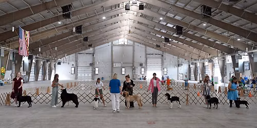 Dog Show