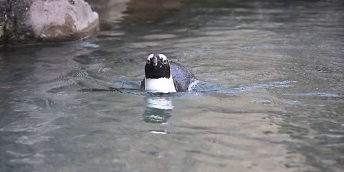 Species Spotlight: Penguins