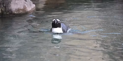 Species Spotlight: Penguins