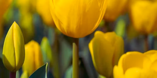 Musical Mondays at LUSH: April 2026