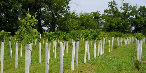 2026 Agroforestry Symposium: Growing Opportunities in Emerging Tree Crop Industries