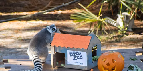 Haunted Harvest Brunch