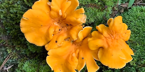 Fungi & Fireflies Tour