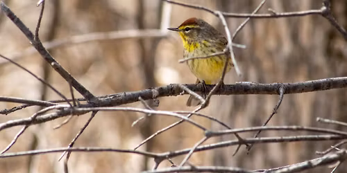 Spring City Bird Walk