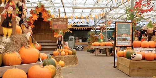 Summerseat Garden Centre - Pumpkin Patch 