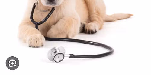 Rabies and Vaccine Clinic will be Saturday, November 15th 