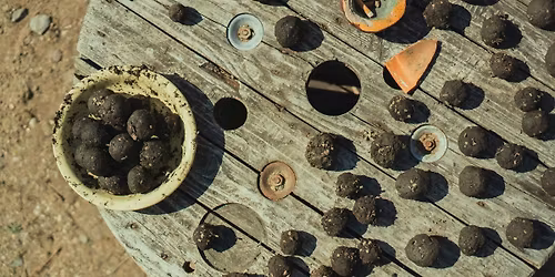 Tending Ecologies: Renewal ~ Seeds