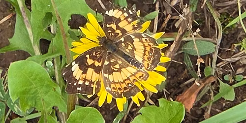 Mosquito Bucket of Doom Workshop and Plant Swap!