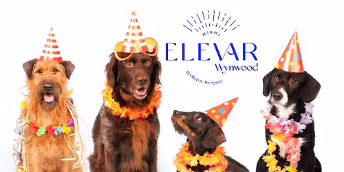 National Dog Day Meet up in Partnership  with Miami Dachshund Club