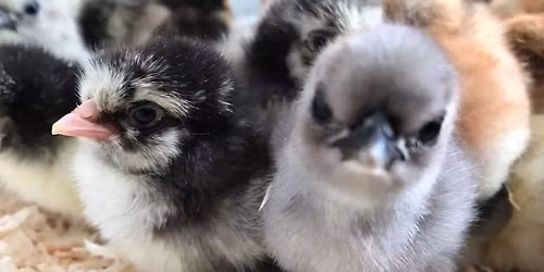 H\u00f6nsbytardag Insj\u00f6n 2026 \ud83d\udc25\ud83d\udc13