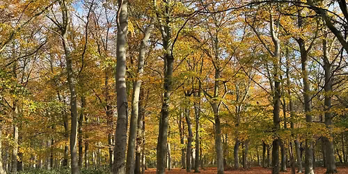 Bostall Heath walk