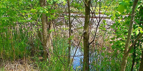 Wetland Hike