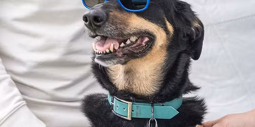 F\u00eate Healthy Pawtes