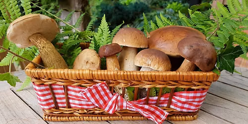 Mushroom Foraging Basics & Mushroom Seasons