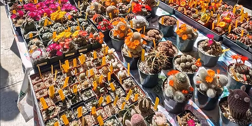 Cactus and Succulent Show and Sale 2026