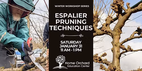 Espalier Pruning Techniques (Winter)