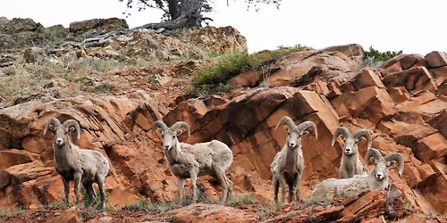 Wyoming Wild Sheep Foundation 42nd Annual Convention