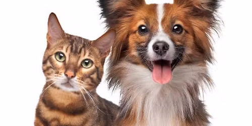 Cats n Dogs 5k and 5 hour event