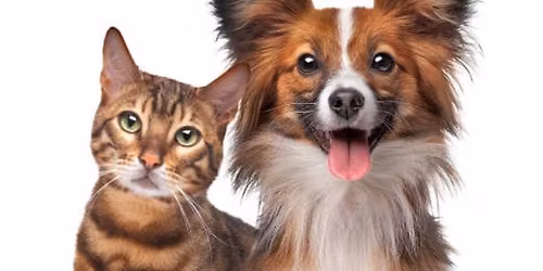 Cats n Dogs 5k and 5 hour event