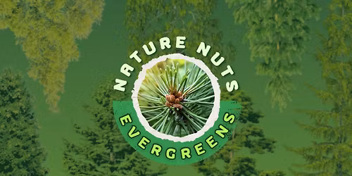 Nature Nuts: Evergreens