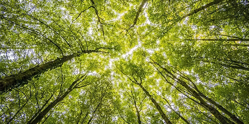One For All Forest School (for neurodivergence people) - Spring Workshop