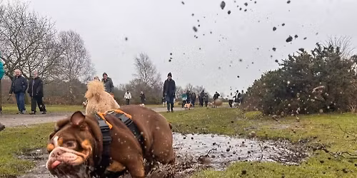 Midlands (Sutton) Bulldog Walk for GBSR UK