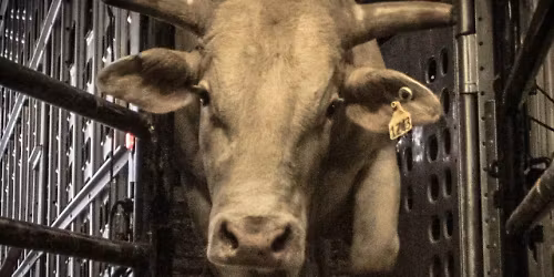 Parking PBR: Velocity Tour - Busch Light PBR Everett