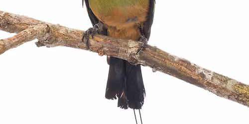 Twan Leenders: Meet Your Neighbors - Exhibition Program