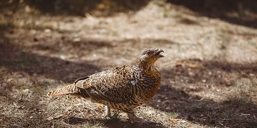 Fugleliv p\u00e5 Hadeland: Fra vipe til storfugl