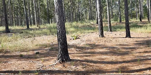 Pine Straw 101 Workshop and Field Tour
