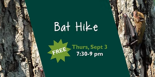 Bat Hike