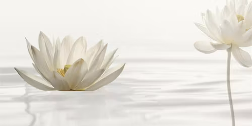 CELEBRATION | White Lotus Day
