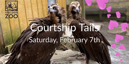 Courtship Tails