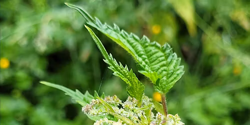 Plant Walk