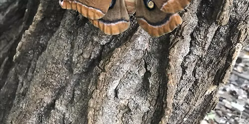 Moth Watch