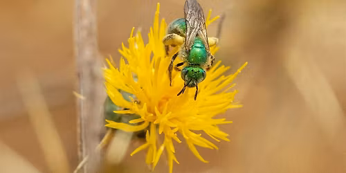 Tree Life Cycles BioBlitz