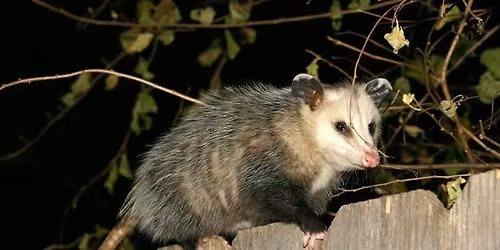 Possum Trot XXV - Weekend of Orienteering