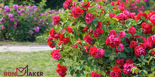 Grow Your Own Love: Mini Rose Planter Workshop (Tavares)