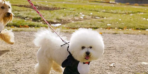 Halloween Pet Parade